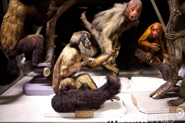 Ateiers de taxidermie du muséum d histoire naturelle à Paris