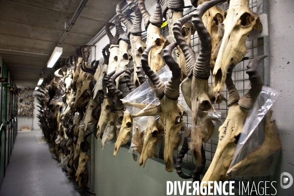 Ateiers de taxidermie du muséum d histoire naturelle à Paris