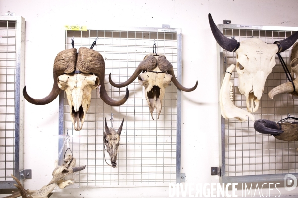 Ateiers de taxidermie du muséum d histoire naturelle à Paris