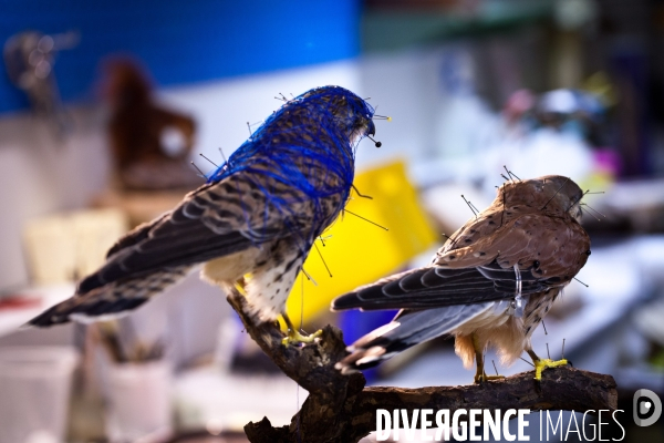 Ateiers de taxidermie du muséum d histoire naturelle à Paris