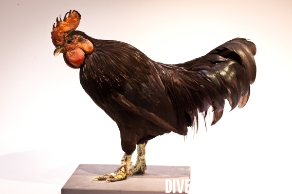 Ateiers de taxidermie du muséum d histoire naturelle à Paris