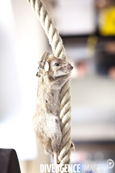 Ateiers de taxidermie du muséum d histoire naturelle à Paris