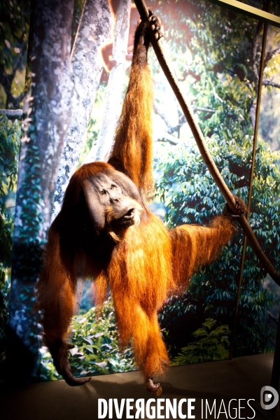 Ateiers de taxidermie du muséum d histoire naturelle à Paris