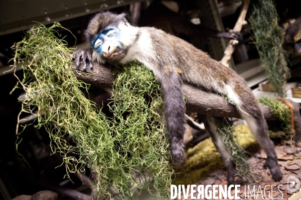 Ateiers de taxidermie du muséum d histoire naturelle à Paris