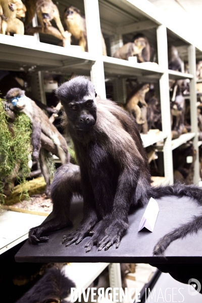 Ateiers de taxidermie du muséum d histoire naturelle à Paris