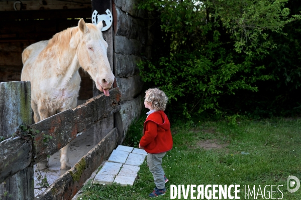 Un petit garçon face à cheval qui lui tire la langue