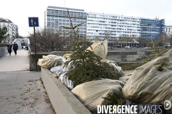 POINT RECYCLAGE DE SAPINS jetés après les fêtes à Paris.