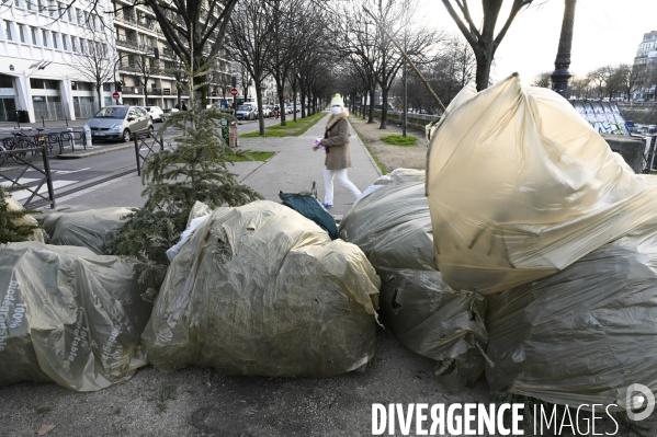 POINT RECYCLAGE DE SAPINS jetés après les fêtes à Paris.