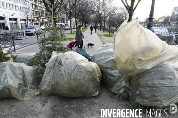 POINT RECYCLAGE DE SAPINS jetés après les fêtes à Paris.