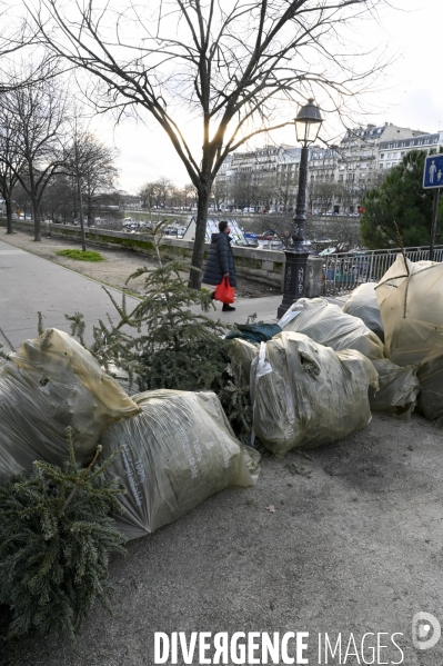 POINT RECYCLAGE DE SAPINS jetés après les fêtes à Paris.