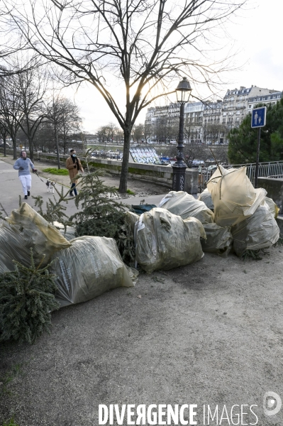 POINT RECYCLAGE DE SAPINS jetés après les fêtes à Paris.