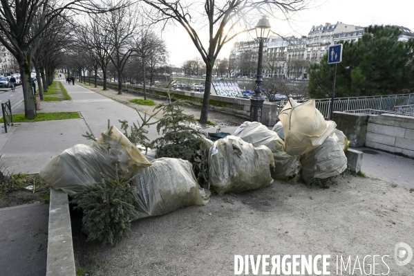 POINT RECYCLAGE DE SAPINS jetés après les fêtes à Paris.
