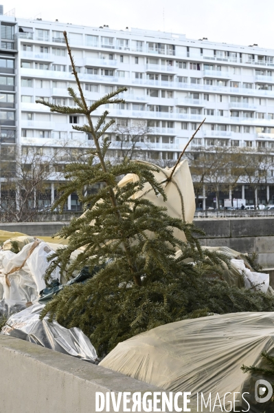 POINT RECYCLAGE DE SAPINS jetés après les fêtes à Paris.