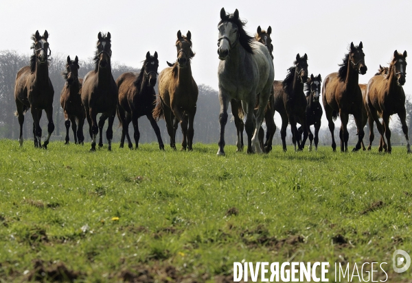 Les Haras