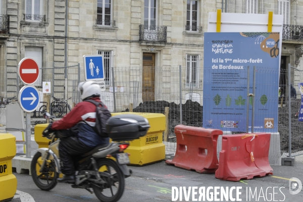 Micro-forêt urbaine à Bordeaux