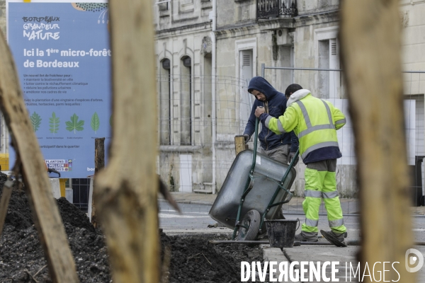 Micro-forêt urbaine à Bordeaux