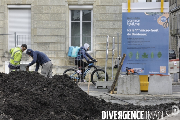 Micro-forêt urbaine à Bordeaux