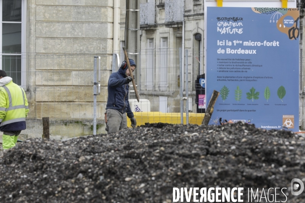 Micro-forêt urbaine à Bordeaux