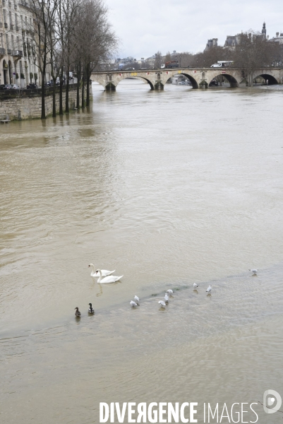 La Seine en crue.