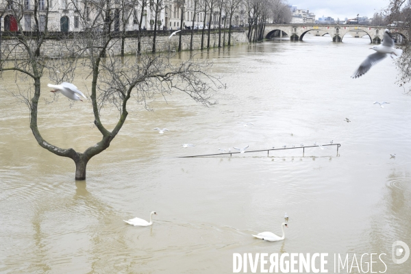 La Seine en crue.