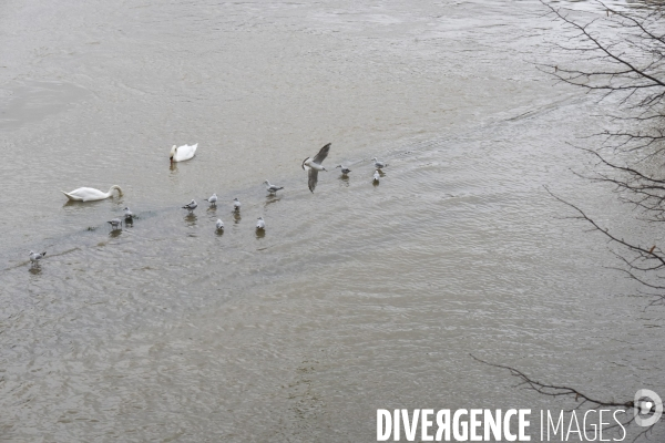 La Seine en crue.