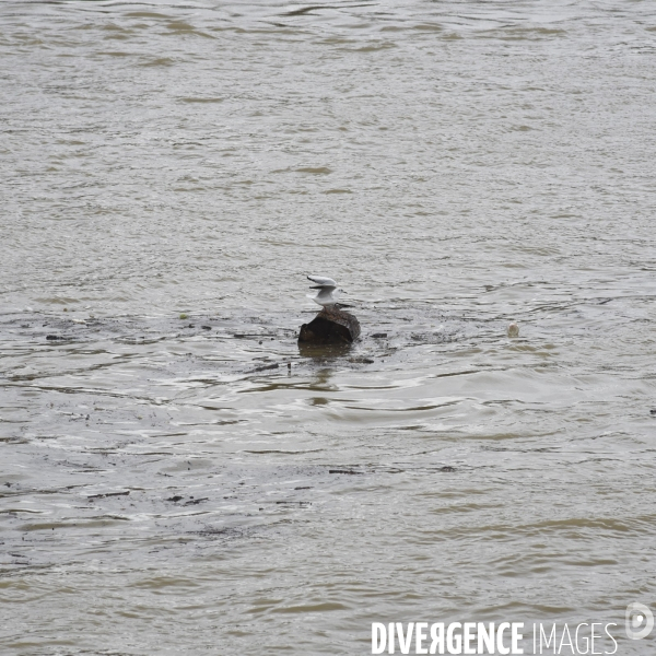 La Seine en crue.