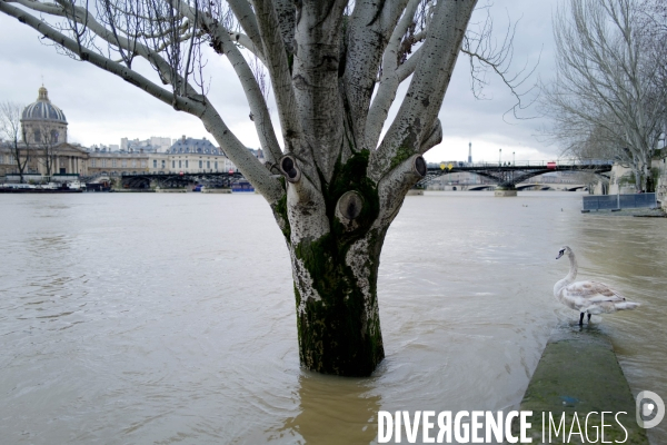 Crue de la seine