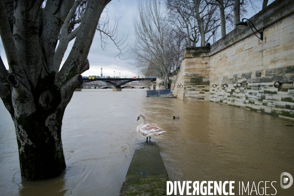 Crue de la seine
