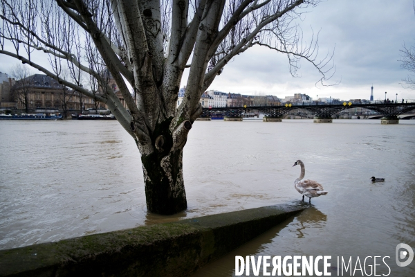 Crue de la seine