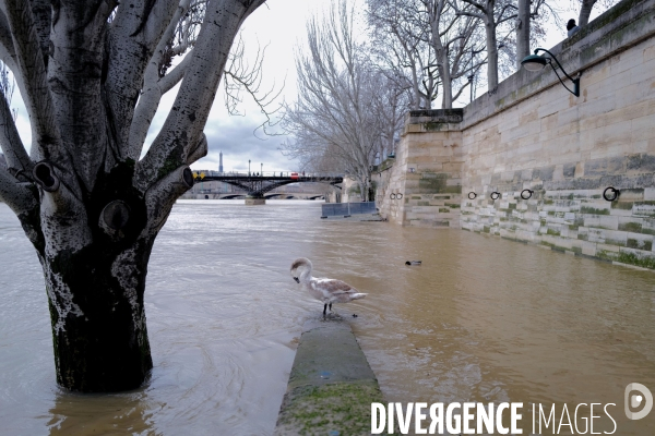 Crue de la seine