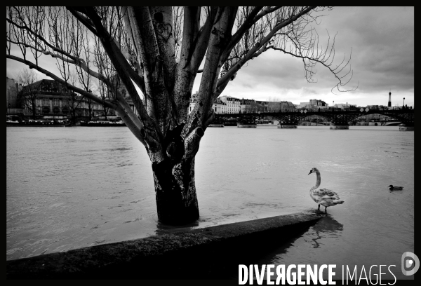 Crue de la seine