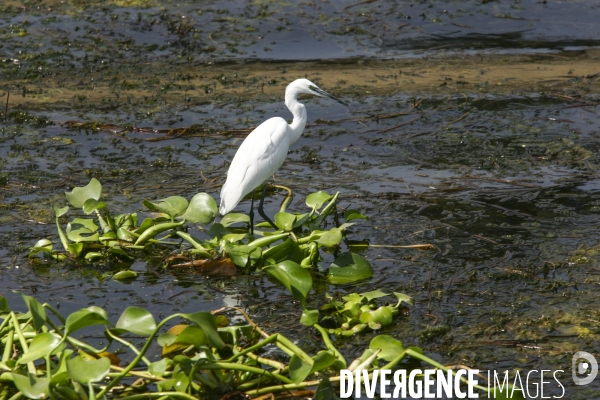 La vie sur les rives du nil/egypte