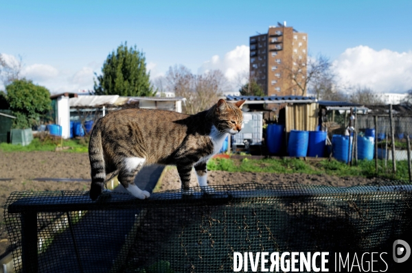 Les jardins ouvriers d aubervilliers