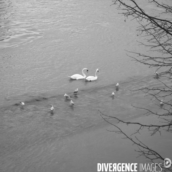 La Seine en crue.