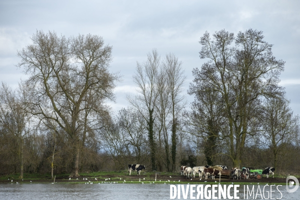 Les inondations de la Loire en Anjou