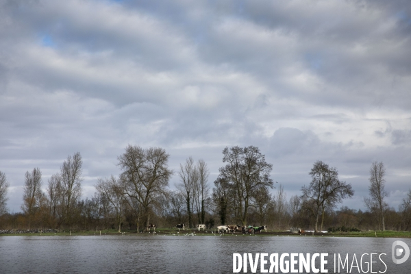 Les inondations de la Loire en Anjou