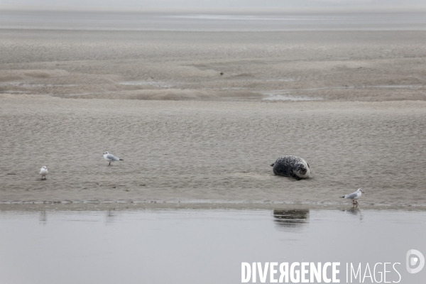 Plage de Berck