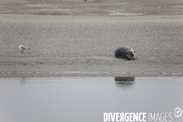 Plage de Berck