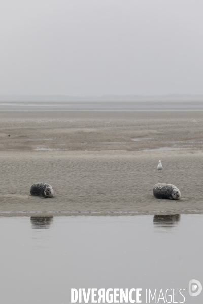 Plage de Berck