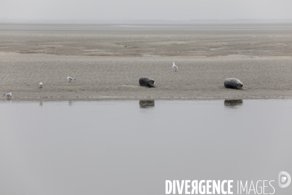 Plage de Berck