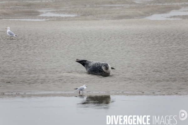 Plage de Berck