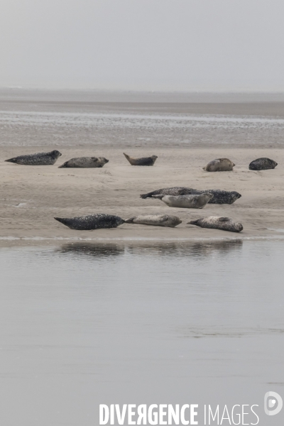 Plage de Berck