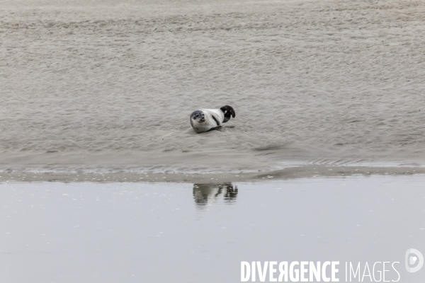 Plage de Berck