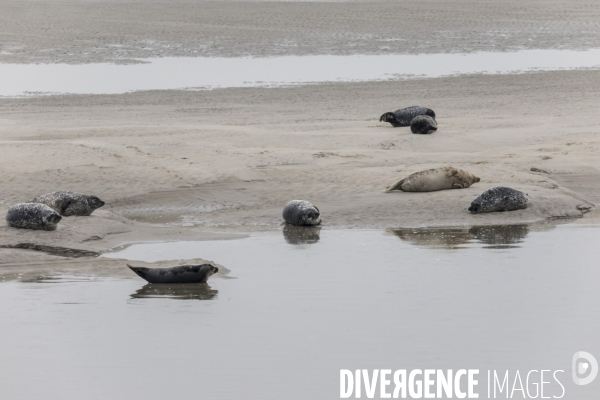 Plage de Berck