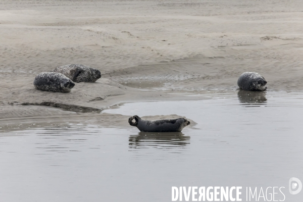 Plage de Berck