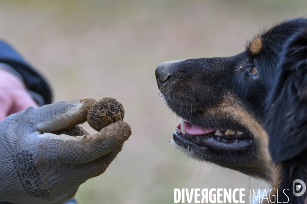 Terroir : La truffe de la Drôme des collines