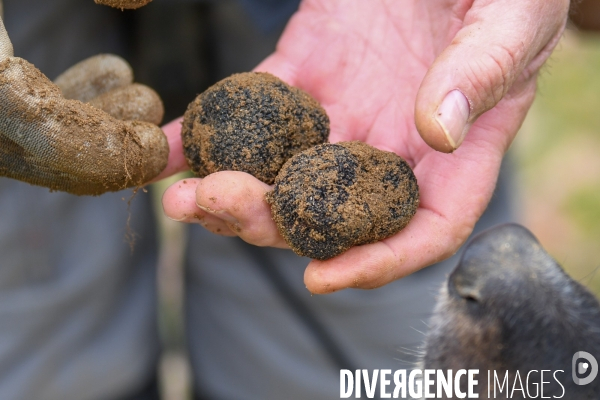 Terroir : La truffe de la Drôme des collines