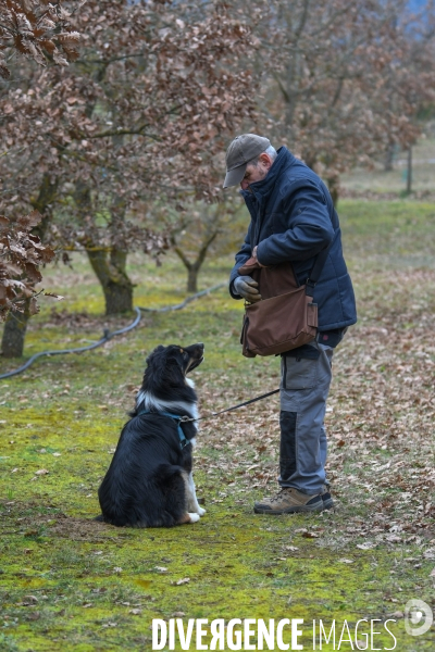 Terroir : La truffe de la Drôme des collines