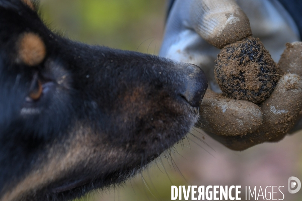 Terroir : La truffe de la Drôme des collines