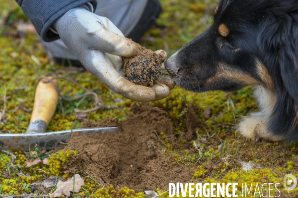 Terroir : La truffe de la Drôme des collines